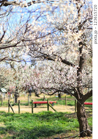 東京都　府中市郷土の森　梅園 123615720