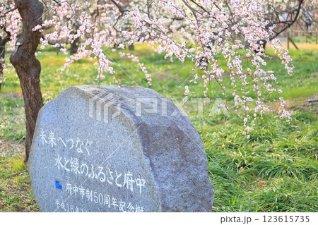 東京都 府中市郷土の森 梅園 東京都 府中市郷土の森 梅園 123615735