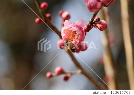 蜂のとまるピンクの花びらの未開紅という梅の花の咲く枝のアップの風景 蜂のとまるピンクの花びらの未開紅という梅の花の咲く枝のアップの風景 123615762