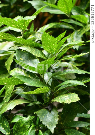 アオキ　(フイリアオキ／aucuba japonica) 123615771