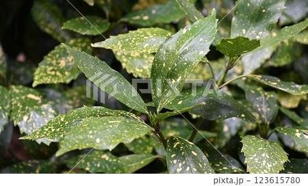 アオキ (フイリアオキ/aucuba japonica) アオキ (フイリアオキ/aucuba japonica) 123615780