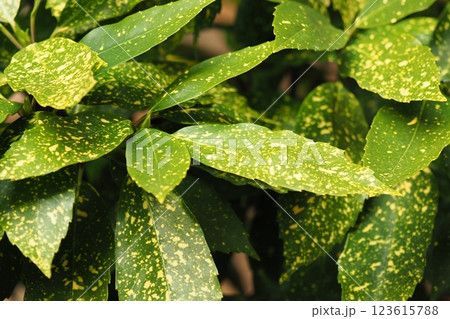 アオキ (フイリアオキ/aucuba japonica) アオキ (フイリアオキ/aucuba japonica) 123615788