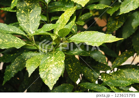 アオキ　(フイリアオキ／aucuba japonica) 123615795