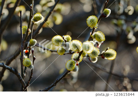 早春の夕方に光るネコヤナギ 123615844
