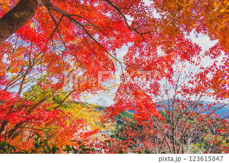 紅葉トンネル 123615847