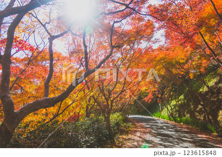 紅葉トンネル 123615848