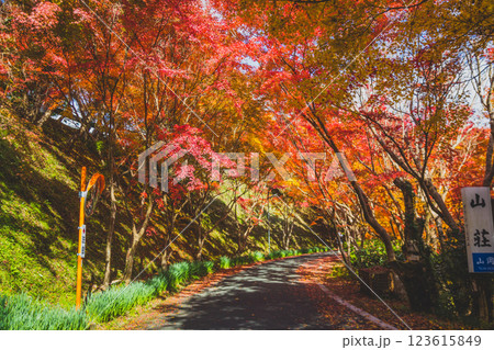 紅葉トンネル 123615849