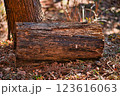 山にある丸太 123616063