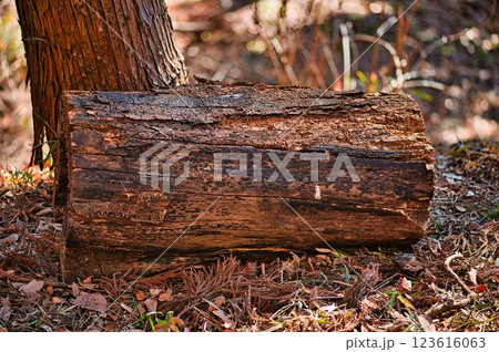 山にある丸太 山にある丸太 123616063