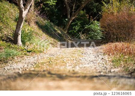 山を登る道 123616065