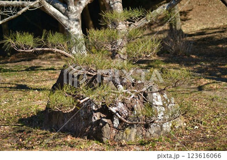 木に生えた松の木 木に生えた松の木 123616066