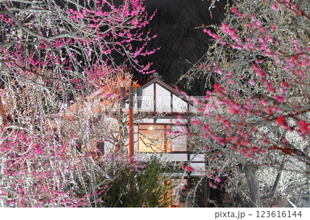 府中市郷土の森博物館　梅まつりライトアップ 123616144