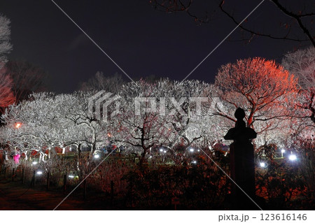 府中市郷土の森博物館 梅まつりライトアップ 府中市郷土の森博物館 梅まつりライトアップ 123616146