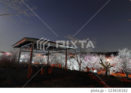 府中市郷土の森博物館　梅まつりライトアップ 123616162