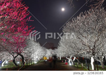 府中市郷土の森博物館　梅まつりライトアップ 123616165