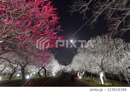 府中市郷土の森博物館　梅まつりライトアップ 123616166