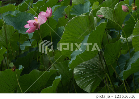 怖そうな蓮の葉に囲まれた蓮の花 123616316