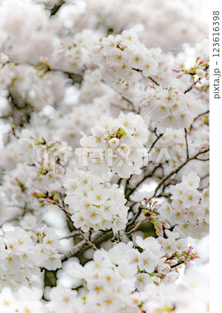 満開になった桜の花 満開になった桜の花 123616398