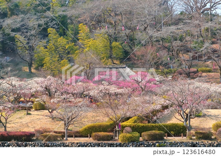 町田市薬師池公園 梅まつり 町田市薬師池公園 梅まつり 123616480