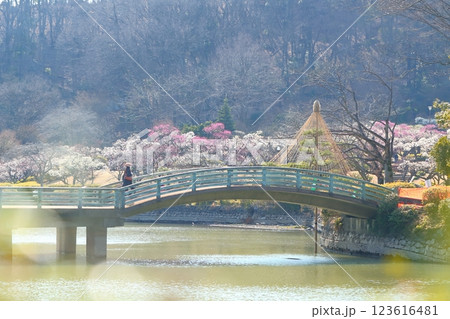 町田市薬師池公園　梅まつり 123616481