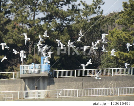 一斉飛び立った花見川河口の冬の渡り鳥ユリカモメ 一斉飛び立った花見川河口の冬の渡り鳥ユリカモメ 123616493
