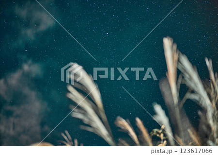 ススキと9月の星空 123617066