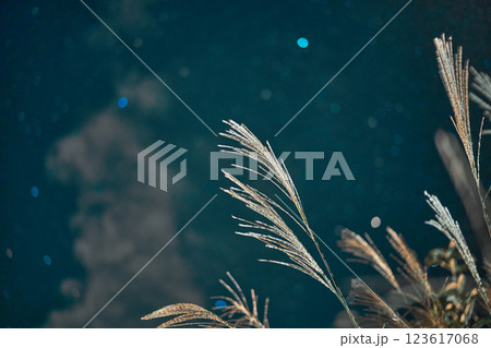 ススキと9月の星空 123617068