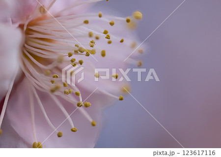 しっとり美しい梅の花 123617116