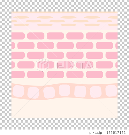 Illustration of healthy skin cross section 123617151