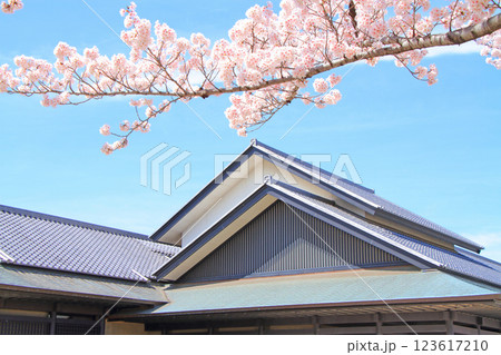 愛知県名古屋市、名古屋能楽堂と満開の桜の風景 123617210
