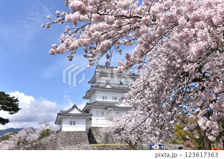 小田原城 桜 小田原城 桜 123617363
