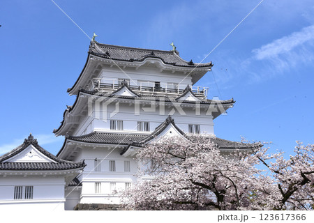 小田原城 桜 小田原城 桜 123617366