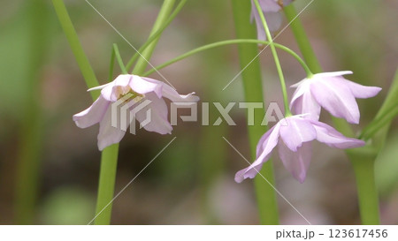 トガクシショウマの花 トガクシショウマの花 123617456