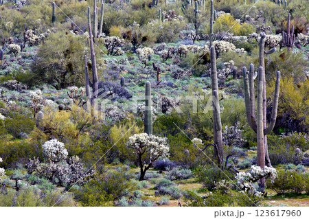 Landscape Sonora Desert Arizona 123617960