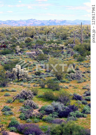 Landscape Sonora Desert Arizona Landscape Sonora Desert Arizona 123617961