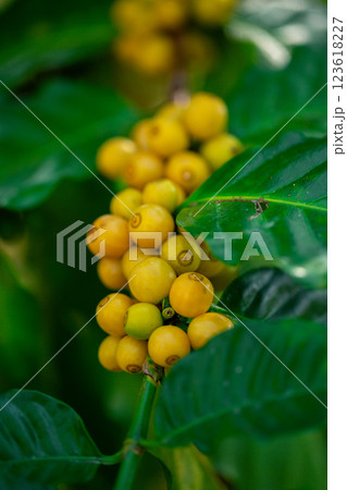 Close up harvest red ripe coffee seed robusta arabica berry harvesting coffee farm. Harvest coffee bean ripe Red berries plant fresh seed coffee tree growth in green eco organic farm green background 123618227