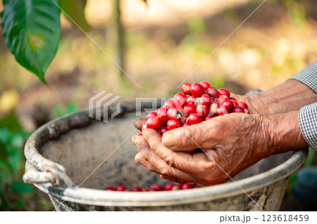 Close up hand harvest red ripe coffee seed robusta arabica berry harvesting coffee farm. Hand people harvest coffee bean ripe Red berries plant fresh seed coffee tree growth in green eco organic farm Close up hand harvest red ripe coffee seed robusta arabica berry harvesting coffee farm. Hand people harvest coffee bean ripe Red berries plant fresh seed coffee tree growth in green eco organic farm 123618459