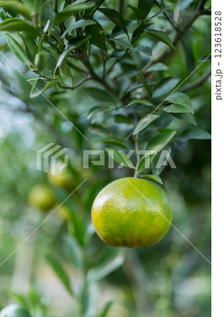 Business concept nature revolves around citrus orchard orange tree are growing, vibrant fruit organic lush leaves creating stunning background, green garden of thriving crop ripe laden with branches Business concept nature revolves around citrus orchard orange tree are growing, vibrant fruit organic lush leaves creating stunning background, green garden of thriving crop ripe laden with branches 123618528