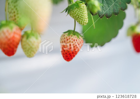 房総半島でしたイチゴ狩り 123618728