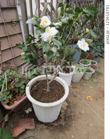 我が家の鉢植えの白い椿の花 我が家の鉢植えの白い椿の花 123618781