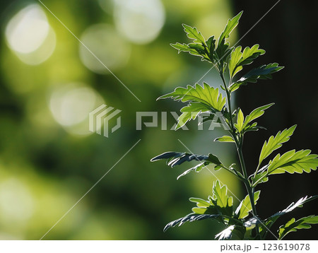 Close-up of a green plant with serrated leaves glowing in sunlight Close-up of a green plant with serrated leaves glowing in sunlight 123619078