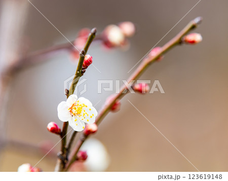 新春にいよいよ咲き始めた美しい梅の花 123619148