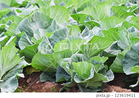 キャベツ畑:cabbage patch キャベツ畑:cabbage patch 123619411