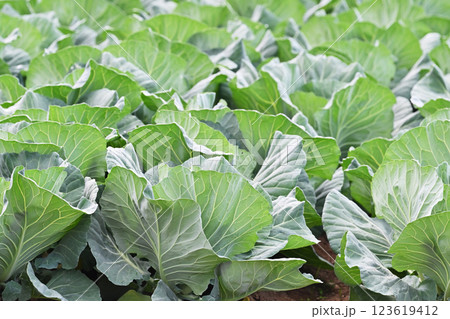 キャベツ畑:cabbage patch キャベツ畑:cabbage patch 123619412