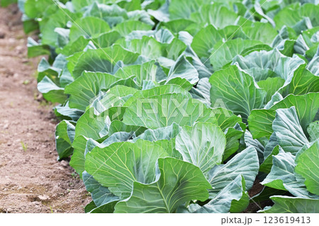 キャベツ畑：cabbage patch 123619413