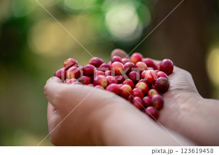 Close up hand harvest red ripe coffee seed robusta arabica berry harvesting coffee farm. Hand people harvest coffee bean ripe Red berries plant fresh seed coffee tree growth in green eco organic farm Close up hand harvest red ripe coffee seed robusta arabica berry harvesting coffee farm. Hand people harvest coffee bean ripe Red berries plant fresh seed coffee tree growth in green eco organic farm 123619458