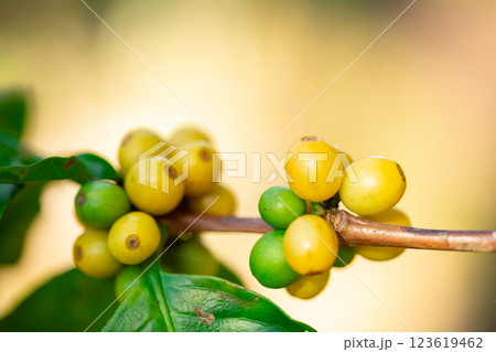 Close up harvest red ripe coffee seed robusta arabica berry harvesting coffee farm. Harvest coffee bean ripe Red berries plant fresh seed coffee tree growth in green eco organic farm green background 123619462
