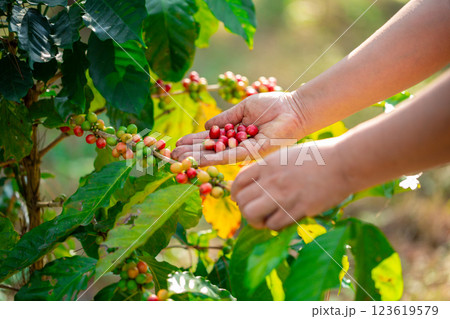 Close up hand harvest red ripe coffee seed robusta arabica berry harvesting coffee farm. Hand people harvest coffee bean ripe Red berries plant fresh seed coffee tree growth in green eco organic farm Close up hand harvest red ripe coffee seed robusta arabica berry harvesting coffee farm. Hand people harvest coffee bean ripe Red berries plant fresh seed coffee tree growth in green eco organic farm 123619579