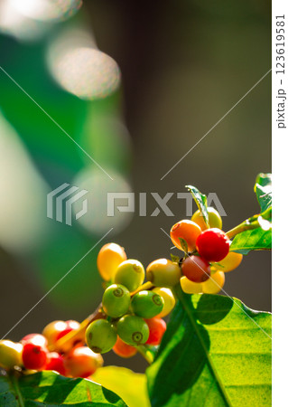 Close up harvest red ripe coffee seed robusta arabica berry harvesting coffee farm. Harvest coffee bean ripe Red berries plant fresh seed coffee tree growth in green eco organic farm green background Close up harvest red ripe coffee seed robusta arabica berry harvesting coffee farm. Harvest coffee bean ripe Red berries plant fresh seed coffee tree growth in green eco organic farm green background 123619581