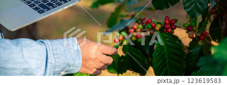 Close up hand harvest red ripe coffee seed robusta arabica berry harvesting coffee farm. Hand people harvest coffee bean ripe Red berries plant fresh seed coffee tree growth in green eco organic farm Close up hand harvest red ripe coffee seed robusta arabica berry harvesting coffee farm. Hand people harvest coffee bean ripe Red berries plant fresh seed coffee tree growth in green eco organic farm 123619583